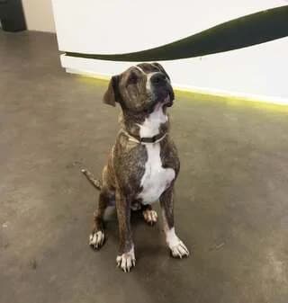 Lucas, male 3yo Mixed Breed for adoption at Dogs Voice, Athens