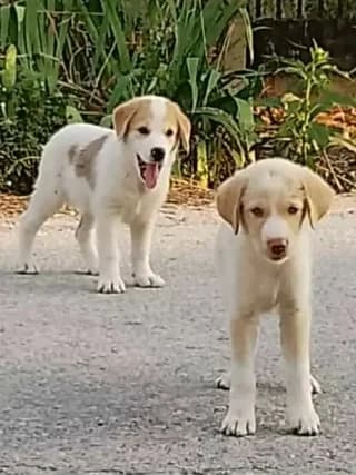 Aderfakia (Αδερφάκια), male puppy Mixed Breed for adoption at Dogs Voice, Athens