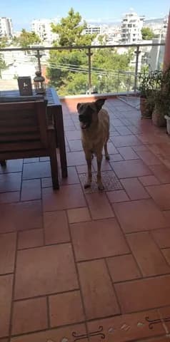 Luna❤️, female young Mixed Breed for adoption at Dogs Voice, Athens