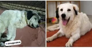 Elpida (Ελπίδα), female 7yo Mixed Breed for adoption at Dogs Voice, Athens