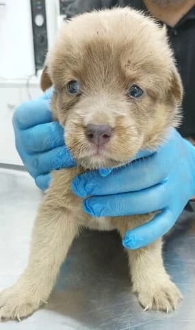 Koytavaki (Κουταβάκι), puppy Mixed Breed for adoption at Dogs Voice, Athens