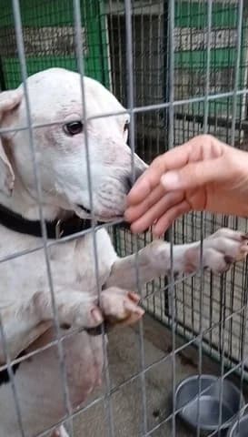 Pitbull, 3yo Mixed Breed for adoption at Dogs Voice, Athens