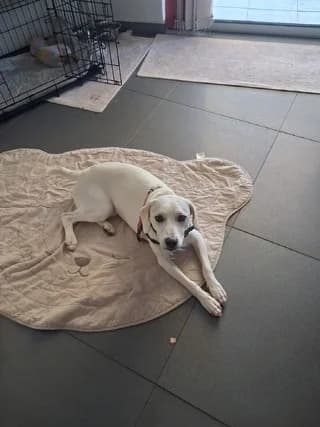 Asproylis (Aσπρούλης), male puppy Mixed Breed for adoption at Dogs Voice, Athens