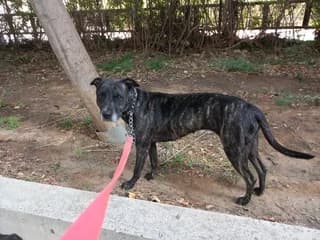 Moly, female young Mixed Breed for adoption at Dogs Voice, Athens