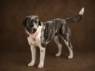 MOGLIS (ΜΟΓΛΗΣ), male young Mixed Breed for adoption at Dogs Voice, Athens