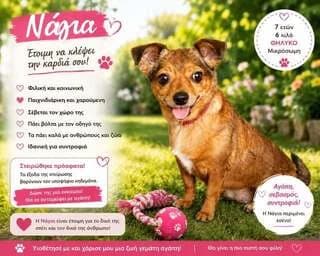 NAGIA (ΝΑΓΙΑ), female 7yo Mixed Breed for adoption at Dogs Voice, Athens