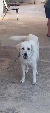 MOKA, female 3yo Mixed Breed for adoption at Dogs Voice, Athens