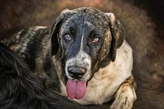Moglis (Μογλης), male puppy Mixed Breed for adoption at Dogs Voice, Athens