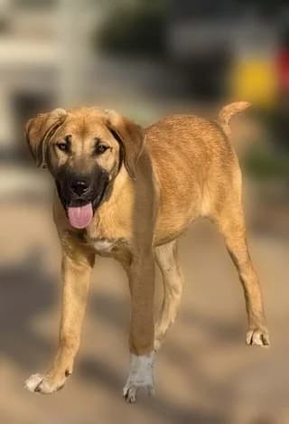 Shimba, male puppy Mixed Breed for adoption at Dogs Voice, Athens