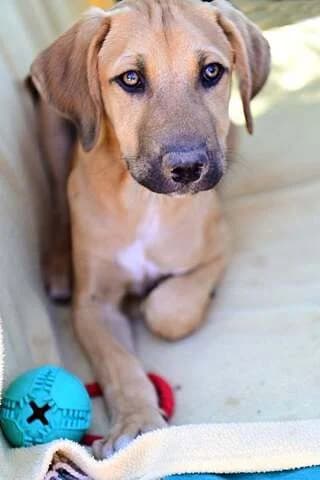 Sherlock, male puppy Mixed Breed for adoption at Dogs Voice, Athens