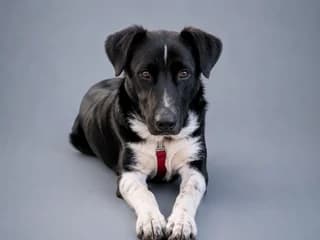 PIT (ΠΗΤ), male puppy Mixed Breed for adoption at Dogs Voice, Athens