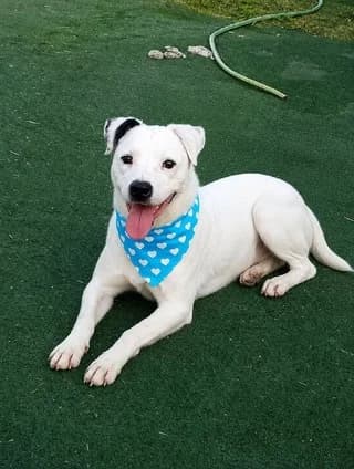 Tsarly (Τσαρλυ), male 7yo Mixed Breed for adoption at Dogs Voice, Athens