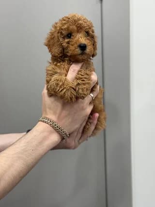 kanis (κανίς), puppy Mixed Breed for adoption at Dogs Voice, Athens