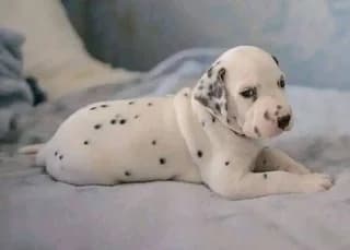 Dalmatias-loky (Δαλματίας-loky), puppy Mixed Breed for adoption at Dogs Voice, Athens