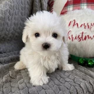 maltezos-kerty (μαλτέζος-kerty), puppy Mixed Breed for adoption at Dogs Voice, Athens