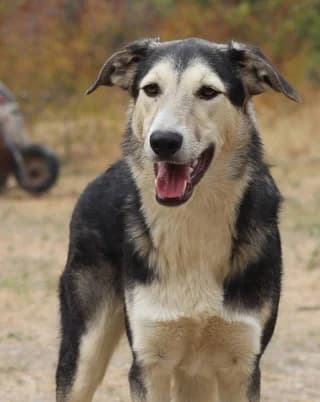 Kevin (Κέβιν), male young Mixed Breed for adoption at Dogs Voice, Athens