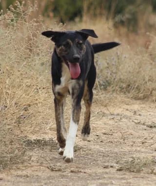 Marina (Μαρίνα), female young Mixed Breed for adoption at Dogs Voice, Athens