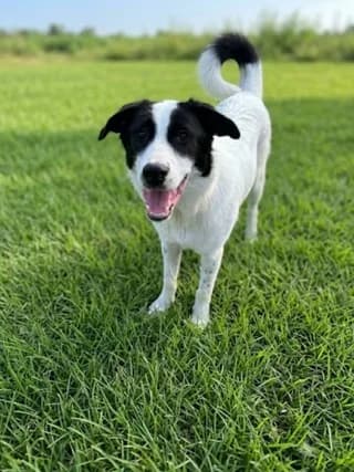 Zoi (Ζωή), female puppy Mixed Breed for adoption at Dogs Voice, Athens