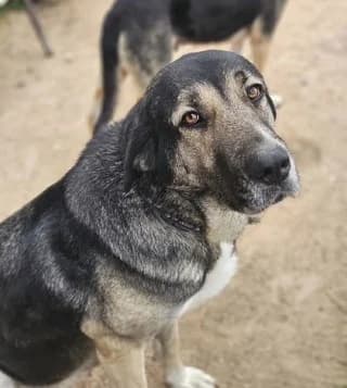 Vera (Βέρα), female 7yo Mixed Breed for adoption at Dogs Voice, Athens