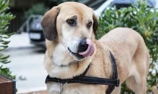 Liza (Λίζα), female 7yo Mixed Breed for adoption at Dogs Voice, Athens