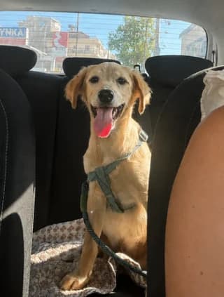 Maxi, male puppy Mixed Breed for adoption at Dogs Voice, Athens
