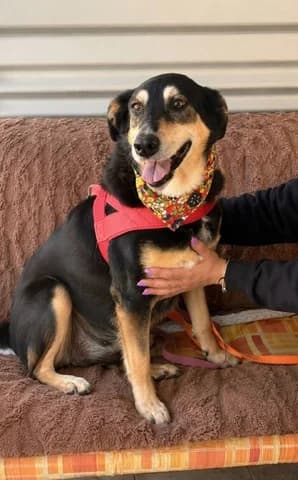 Άmpy (Άμπυ), female 7yo Mixed Breed for adoption at Dogs Voice, Athens