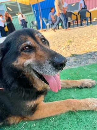 Giakoymis (Γιακουμής), male 7yo Mixed Breed for adoption at Dogs Voice, Athens