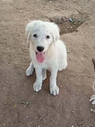 LUNA, female puppy Mixed Breed for adoption at Dogs Voice, Athens