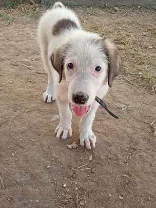 ALFI, male puppy Mixed Breed for adoption at Dogs Voice, Athens