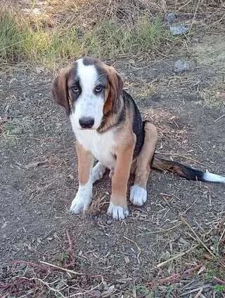 MAILO, male puppy Mixed Breed for adoption at Dogs Voice, Athens