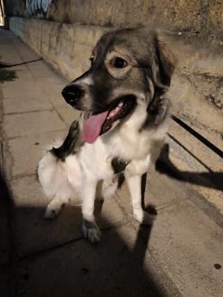 Ioylia (Ιουλία), female young Mixed Breed for adoption at Dogs Voice, Athens