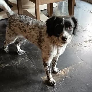 Luna, female puppy Mixed Breed for adoption at Dogs Voice, Athens