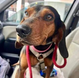 Mutter, female 3yo Mixed Breed for adoption at Dogs Voice, Athens