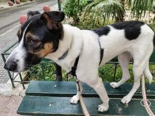 Άria (Άρια), female young Mixed Breed for adoption at Dogs Voice, Athens