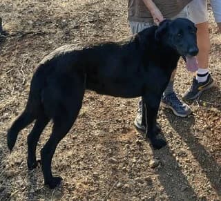 Ayra (Αύρα), female 7yo Mixed Breed for adoption at Dogs Voice, Athens