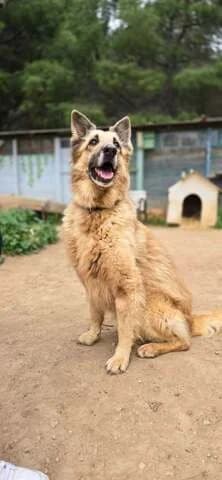 Simba, female 7yo Mixed Breed for adoption at Dogs Voice, Athens