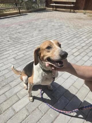 NELA, female 3yo Mixed Breed for adoption at Dogs Voice, Athens