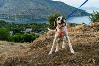 Marily (Μαριλύ), female puppy Mixed Breed for adoption at Dogs Voice, Athens