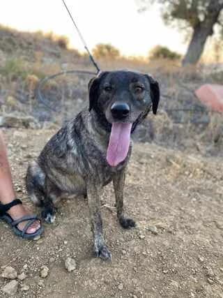 Zina (Ζίνα), female 7yo Mixed Breed for adoption at Dogs Voice, Athens