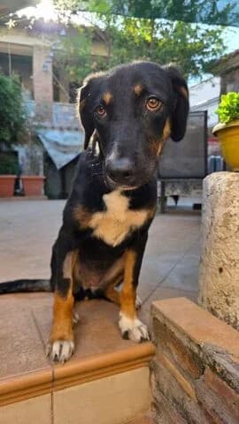 Ody, female puppy Mixed Breed for adoption at Dogs Voice, Athens