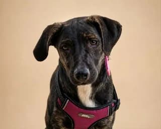 Laidi Gkagka (Λαίδη Γκάγκα), female puppy Mixed Breed for adoption at Dogs Voice, Athens