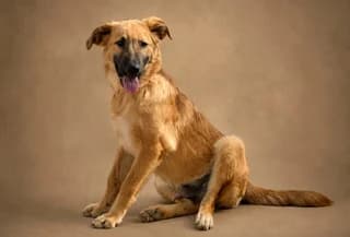Max, male puppy Mixed Breed for adoption at Dogs Voice, Athens