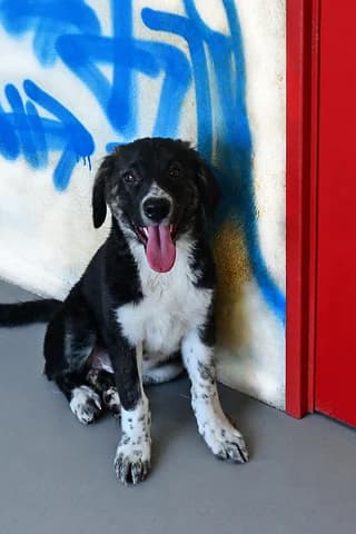 ZINOVIA (ΖΗΝΟΒΙΑ), female puppy Mixed Breed for adoption at Dogs Voice, Athens