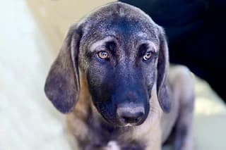 SELINI (ΣΕΛΗΝΗ), female puppy Mixed Breed for adoption at Dogs Voice, Athens