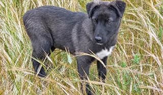BRUNA, female puppy Mixed Breed for adoption at Dogs Voice, Athens