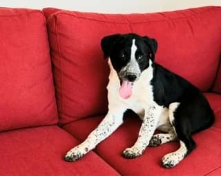 Zina (Ζηνα), female puppy Mixed Breed for adoption at Dogs Voice, Athens
