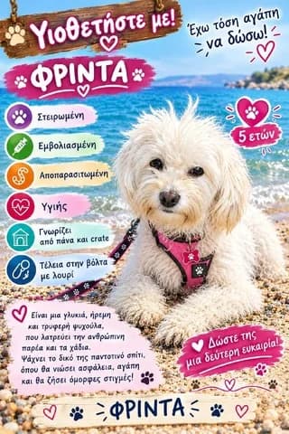 FRINTA (ΦΡΙΝΤΑ), female 3yo Mixed Breed for adoption at Dogs Voice, Athens