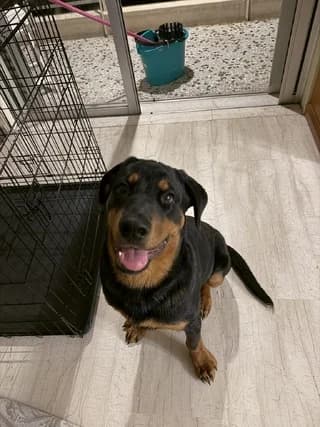 Atlas, male puppy Mixed Breed for adoption at Dogs Voice, Athens