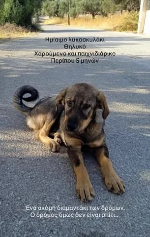 Mpoympoy (Μπουμπού), female puppy Mixed Breed for adoption at Dogs Voice, Athens