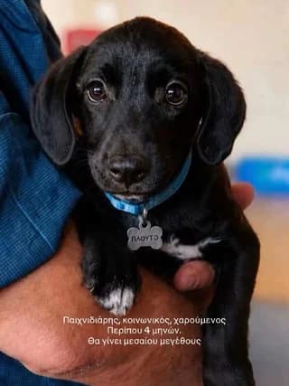 Ployto (Πλούτο), male puppy Mixed Breed for adoption at Dogs Voice, Athens